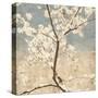 Cherry Blossoms I-John Seba-Stretched Canvas