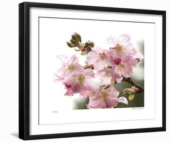 Cherry Blossoms II-Joy Doherty-Framed Giclee Print