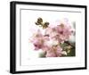 Cherry Blossoms II-Joy Doherty-Framed Giclee Print