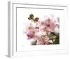 Cherry Blossoms II-Joy Doherty-Framed Giclee Print