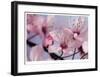 Cherry Blossoms II-Donald Paulson-Framed Giclee Print