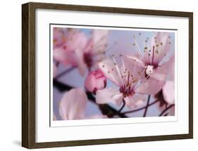 Cherry Blossoms II-Donald Paulson-Framed Giclee Print