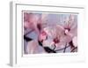 Cherry Blossoms II-Donald Paulson-Framed Giclee Print