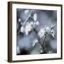 Cherry Blossoms II-Heather Johnston-Framed Giclee Print