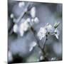 Cherry Blossoms II-Heather Johnston-Mounted Giclee Print