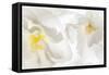 Cherry Blossoms II-Kathy Mahan-Framed Stretched Canvas