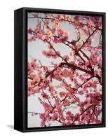 Cherry Blossoms II-Susan Bryant-Framed Stretched Canvas