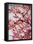 Cherry Blossoms II-Susan Bryant-Framed Stretched Canvas