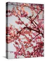 Cherry Blossoms II-Susan Bryant-Stretched Canvas