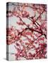 Cherry Blossoms II-Susan Bryant-Stretched Canvas