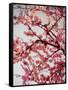 Cherry Blossoms II-Susan Bryant-Framed Stretched Canvas