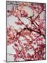 Cherry Blossoms II-Susan Bryant-Mounted Premium Photographic Print