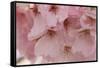 Cherry Blossoms II-Rita Crane-Framed Stretched Canvas