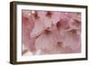 Cherry Blossoms II-Rita Crane-Framed Art Print