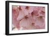 Cherry Blossoms II-Rita Crane-Framed Art Print