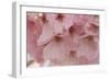 Cherry Blossoms II-Rita Crane-Framed Art Print