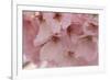 Cherry Blossoms II-Rita Crane-Framed Premium Giclee Print