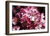 Cherry Blossoms II-Alan Hausenflock-Framed Photographic Print