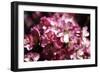 Cherry Blossoms II-Alan Hausenflock-Framed Photographic Print