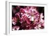 Cherry Blossoms II-Alan Hausenflock-Framed Photographic Print