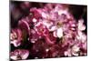 Cherry Blossoms II-Alan Hausenflock-Mounted Photographic Print