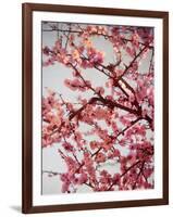 Cherry Blossoms II-Susan Bryant-Framed Photographic Print