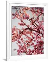 Cherry Blossoms II-Susan Bryant-Framed Photographic Print