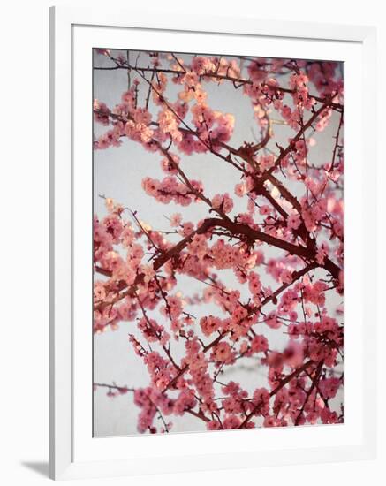 Cherry Blossoms II-Susan Bryant-Framed Photographic Print