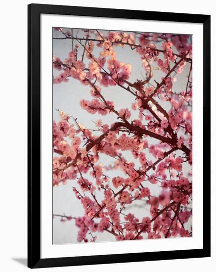 Cherry Blossoms II-Susan Bryant-Framed Photographic Print