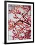 Cherry Blossoms II-Susan Bryant-Framed Photographic Print