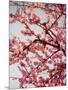 Cherry Blossoms II-Susan Bryant-Mounted Photographic Print