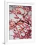 Cherry Blossoms II-Susan Bryant-Framed Photographic Print