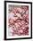 Cherry Blossoms II-Susan Bryant-Framed Photographic Print