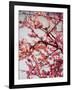 Cherry Blossoms II-Susan Bryant-Framed Photographic Print