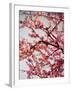 Cherry Blossoms II-Susan Bryant-Framed Photographic Print