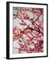 Cherry Blossoms II-Susan Bryant-Framed Photographic Print