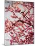 Cherry Blossoms II-Susan Bryant-Mounted Photographic Print