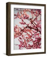 Cherry Blossoms II-Susan Bryant-Framed Photographic Print