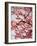 Cherry Blossoms II-Susan Bryant-Framed Photographic Print