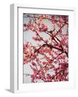 Cherry Blossoms II-Susan Bryant-Framed Photographic Print