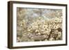 Cherry Blossoms II-Karyn Millet-Framed Photographic Print