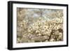 Cherry Blossoms II-Karyn Millet-Framed Photographic Print