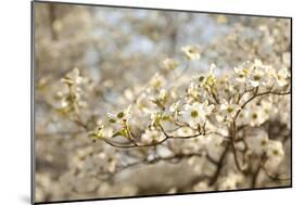 Cherry Blossoms II-Karyn Millet-Mounted Photographic Print