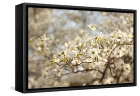 Cherry Blossoms II-Karyn Millet-Framed Stretched Canvas