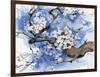 Cherry Blossoms II-Paul Brent-Framed Art Print