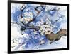 Cherry Blossoms II-Paul Brent-Framed Art Print