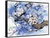 Cherry Blossoms II-Paul Brent-Framed Stretched Canvas
