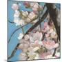 Cherry Blossoms II-Sandra Iafrate-Mounted Art Print