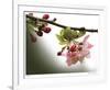 Cherry Blossoms III-Joy Doherty-Framed Giclee Print