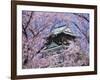 Cherry Blossoms in Front of Osaka Castle-Robert Essel-Framed Photographic Print